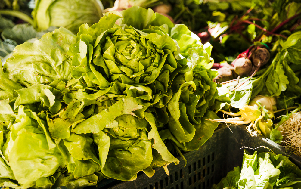 lechuga